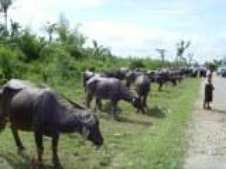 Mass distribution of buffaloes begins in Nargis ravaged areas